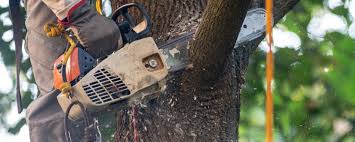 Best Tree Cabling and Bracing  in Sacramento, CA